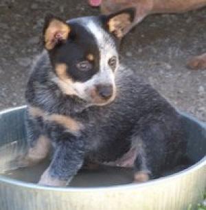 CKCRegisteredAustralianCattleDog-PUPPIES